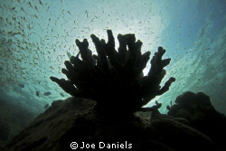 Coral Silhouette by Joe Daniels 